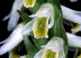images (2)